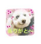 だいこちゃん感謝スタンプ（個別スタンプ：14）