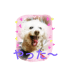 だいこちゃん感謝スタンプ（個別スタンプ：15）