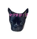 gorori 1（個別スタンプ：1）