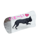 gorori 1（個別スタンプ：2）