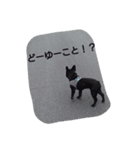 gorori 1（個別スタンプ：7）
