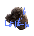 Toy Poodlecopi（個別スタンプ：3）