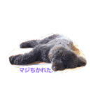 Toy Poodlecopi（個別スタンプ：5）