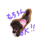 Toy Poodlecopi（個別スタンプ：6）