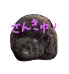 Toy Poodlecopi（個別スタンプ：7）