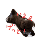 Toy Poodlecopi（個別スタンプ：8）