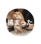 にゃん太の日々（個別スタンプ：2）