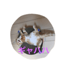 にゃん太の日々（個別スタンプ：3）