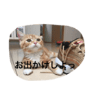 にゃん太の日々（個別スタンプ：5）