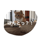 にゃん太の日々（個別スタンプ：10）