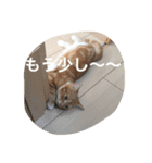 にゃん太の日々（個別スタンプ：12）
