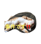 にゃん太の日々（個別スタンプ：13）