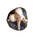 にゃん太の日々（個別スタンプ：14）