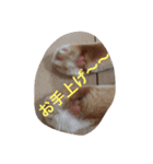 にゃん太の日々（個別スタンプ：15）