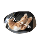 にゃん太の日々（個別スタンプ：16）