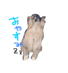 メルリキニコスタンプ（個別スタンプ：3）