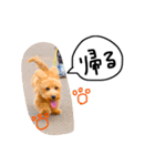 メルリキニコスタンプ（個別スタンプ：12）