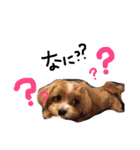 メルリキニコスタンプ（個別スタンプ：17）