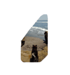 海の柴犬ケリー（個別スタンプ：16）