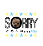 ポメポアスタンプ（個別スタンプ：6）