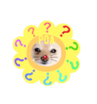 ポメポアスタンプ（個別スタンプ：17）