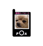 ポメポアスタンプ（個別スタンプ：20）