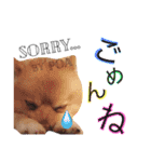 ポメポアスタンプ（個別スタンプ：22）