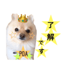 ポメポアスタンプ（個別スタンプ：25）