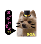 ポメポアスタンプ（個別スタンプ：26）
