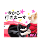 ポメポアスタンプ（個別スタンプ：28）