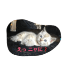 Sakuranyann（個別スタンプ：1）