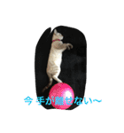 Sakuranyann（個別スタンプ：7）