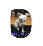 Sakuranyann（個別スタンプ：10）