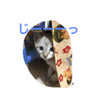 Sakuranyann（個別スタンプ：11）