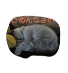 Sakuranyann（個別スタンプ：12）