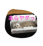 Sakuranyann（個別スタンプ：13）