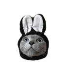 Cat.Russian Blue,Abyssinian（個別スタンプ：1）
