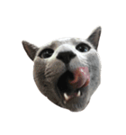 Cat.Russian Blue,Abyssinian（個別スタンプ：2）