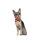 Cat.Russian Blue,Abyssinian（個別スタンプ：4）
