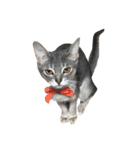 Cat.Russian Blue,Abyssinian（個別スタンプ：5）