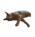 Cat.Russian Blue,Abyssinian（個別スタンプ：8）