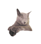 Cat.Russian Blue,Abyssinian（個別スタンプ：10）