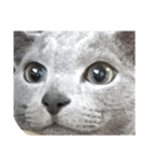 Cat.Russian Blue,Abyssinian（個別スタンプ：11）