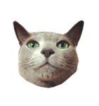Cat.Russian Blue,Abyssinian（個別スタンプ：12）