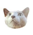 Cat.Russian Blue,Abyssinian（個別スタンプ：13）