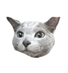 Cat.Russian Blue,Abyssinian（個別スタンプ：14）