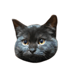 Cat.Russian Blue,Abyssinian（個別スタンプ：15）