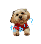 シーダックス犬りょうまのスタンプ（個別スタンプ：1）