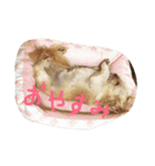 シーダックス犬りょうまのスタンプ（個別スタンプ：3）