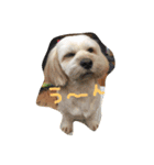 シーダックス犬りょうまのスタンプ（個別スタンプ：5）